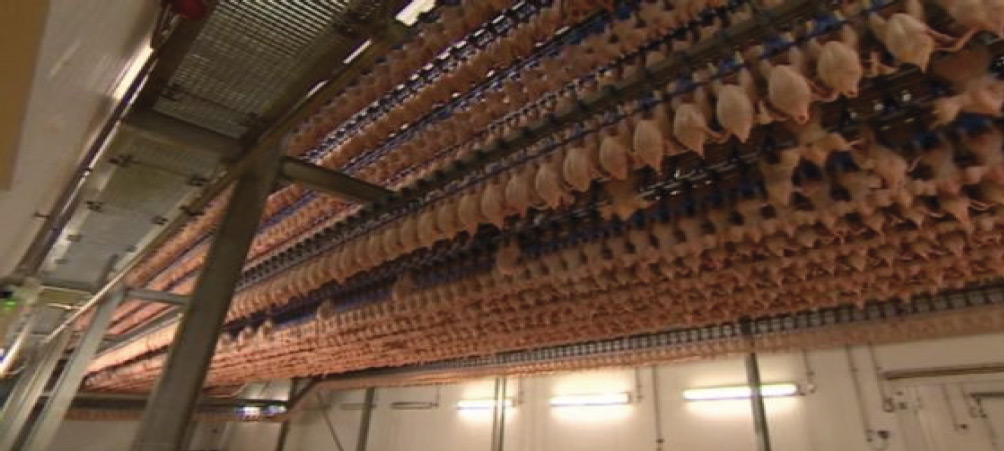 poultry processing line